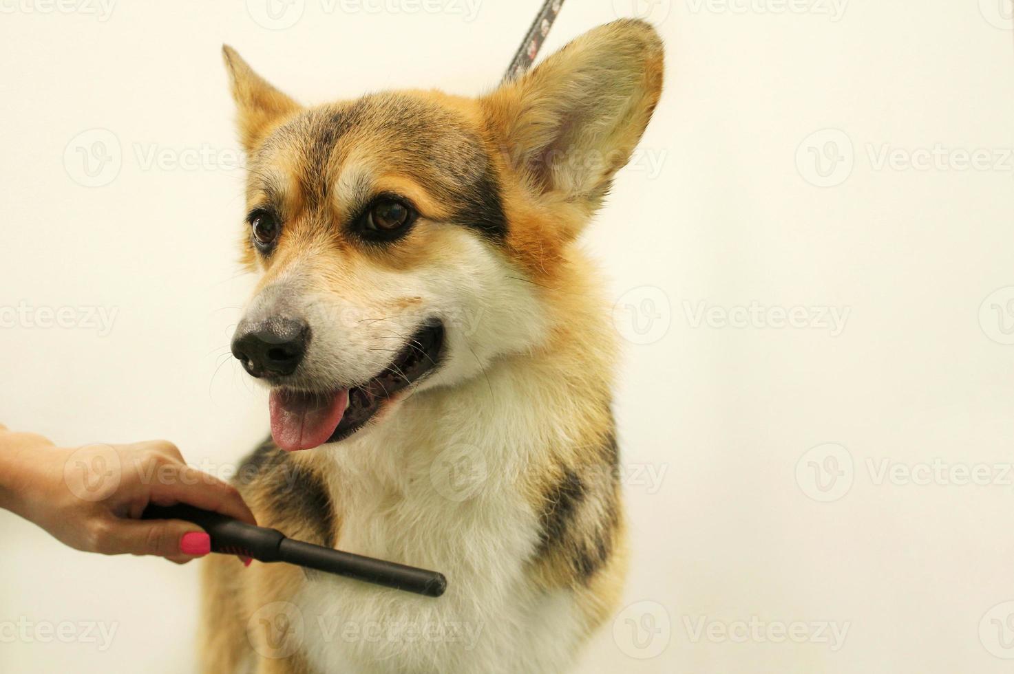 Hands of woman groomer makes a breed haircut of corgi with comb after washing fur in grooming salon. Use tool for combing wool. Professional animal pet care concept. Close-up with copy space for text photo