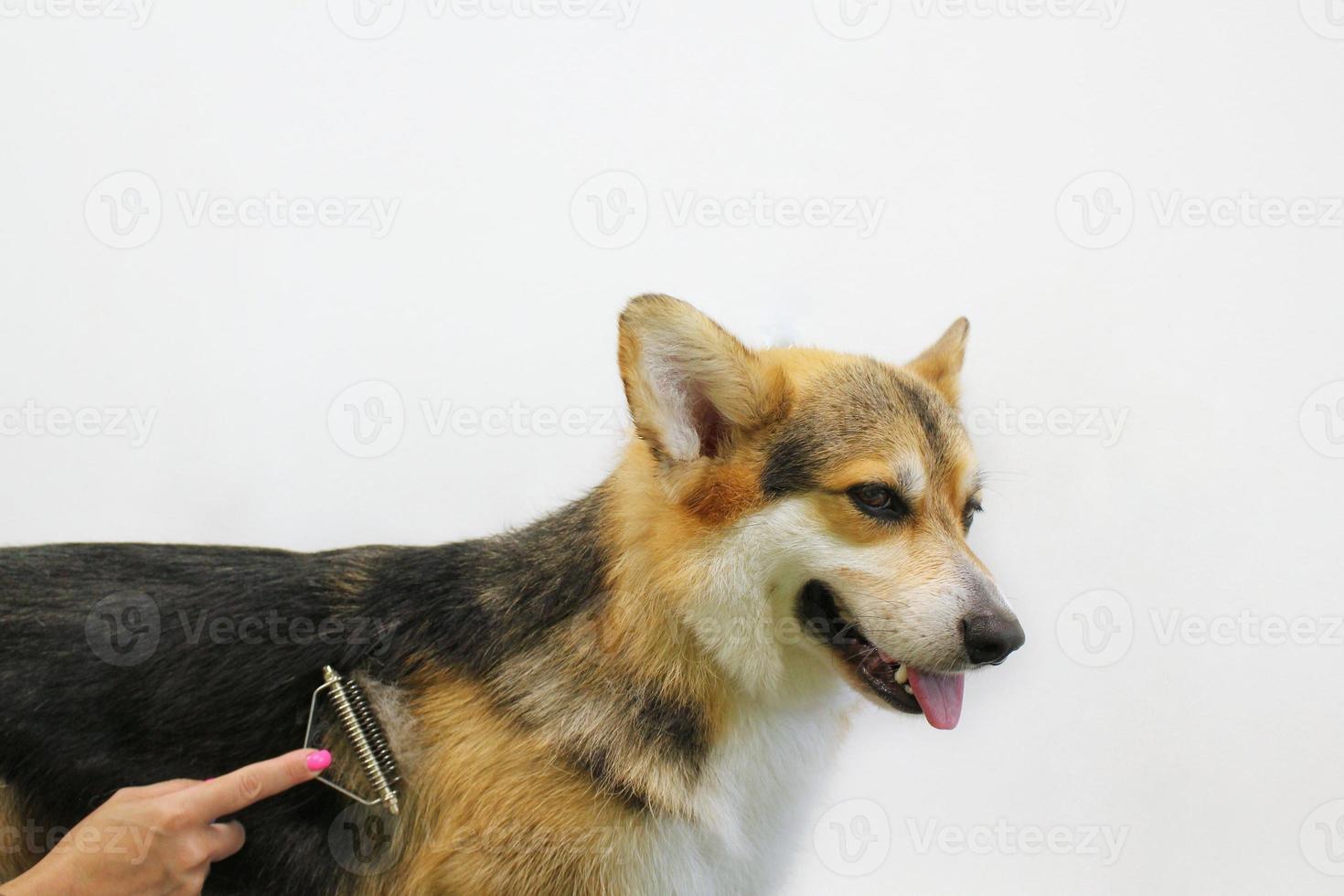 las manos de la peluquera hacen un corte de pelo de corgi con peine después de lavar la piel en el salón de aseo. herramienta de uso para peinar lana. concepto profesional de cuidado de mascotas. primer plano con espacio de copia para texto foto