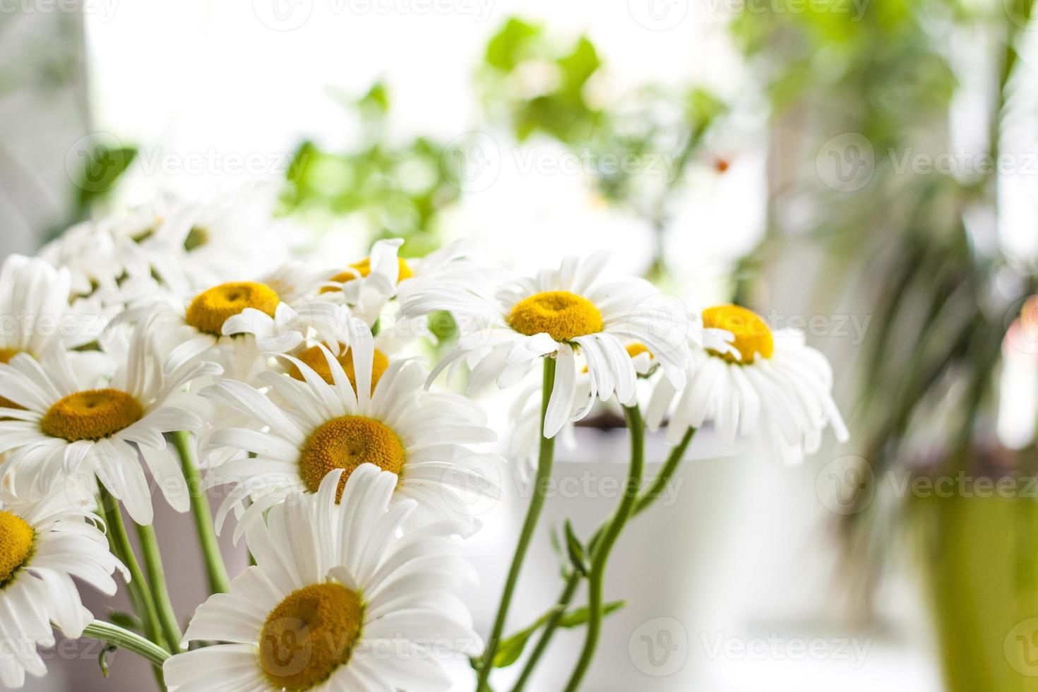 A bouquet of large daisies in a vase on a white background. Medium plan, selective snapshot. Selective focus. photo