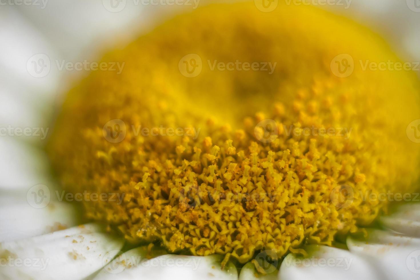 el medio de una margarita es un primer plano. fotografía macro de una flor. planta media, instantánea selectiva. enfoque selectivo. foto