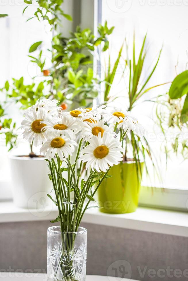 A bouquet of large daisies in a vase on a white background. Medium plan, selective snapshot. Selective focus. photo