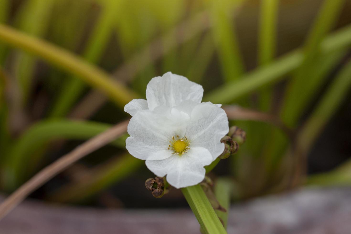 White Burhead or Texas mud baby bloom in pot with sunlight on blur nature background. photo