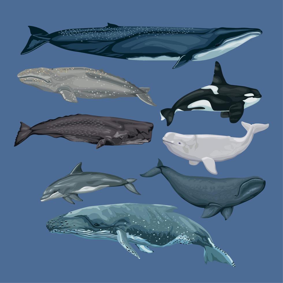 ocho ballenas animales vida marina vector