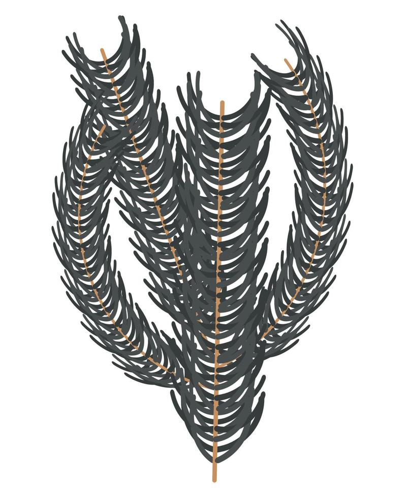 pine branch tree vector