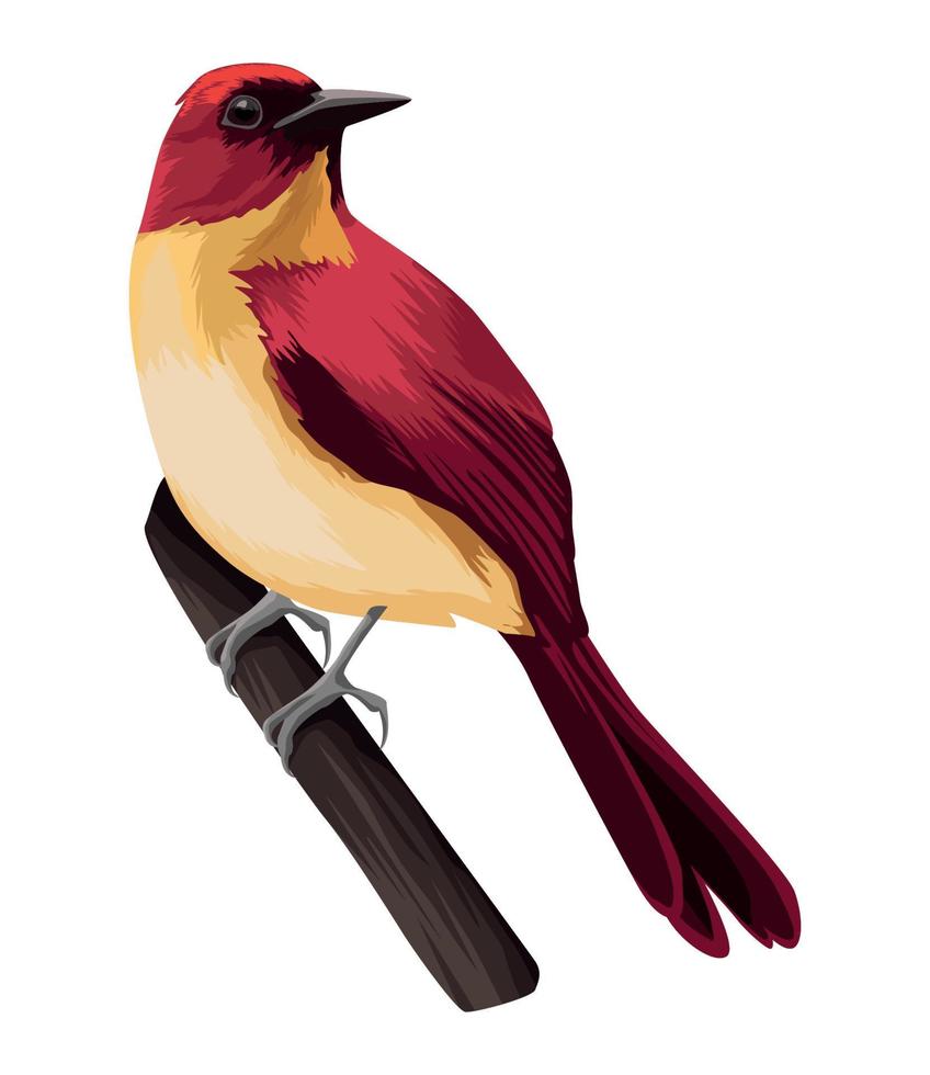 cute red bird in branch vector