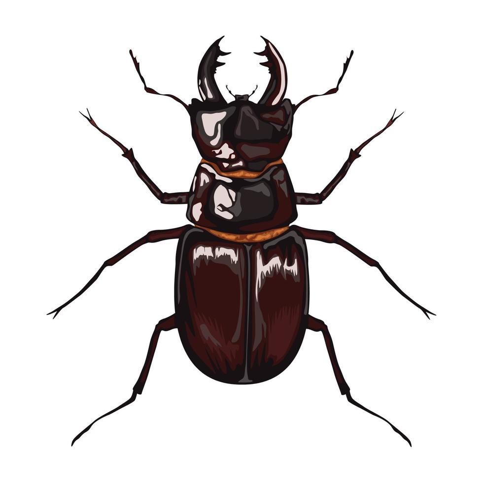 beetle insect animal vector