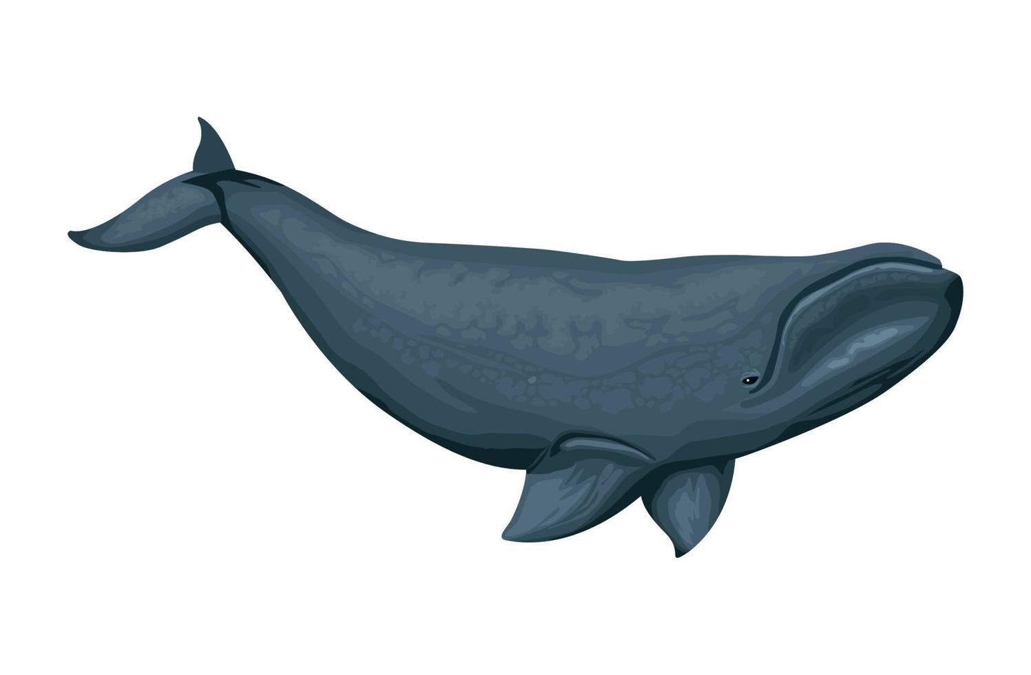 pilot whale sealife vector