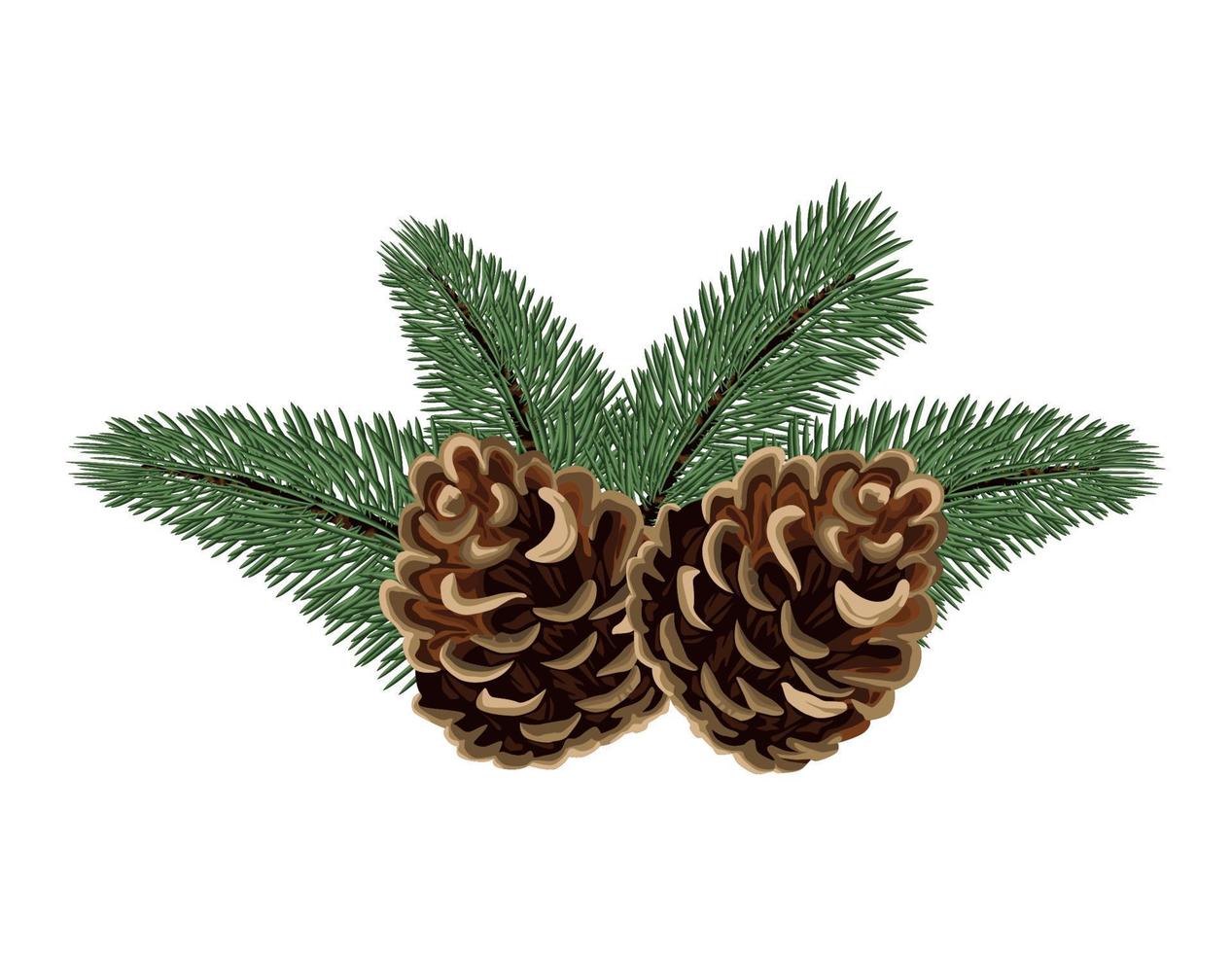 christmas pine firs and cones vector
