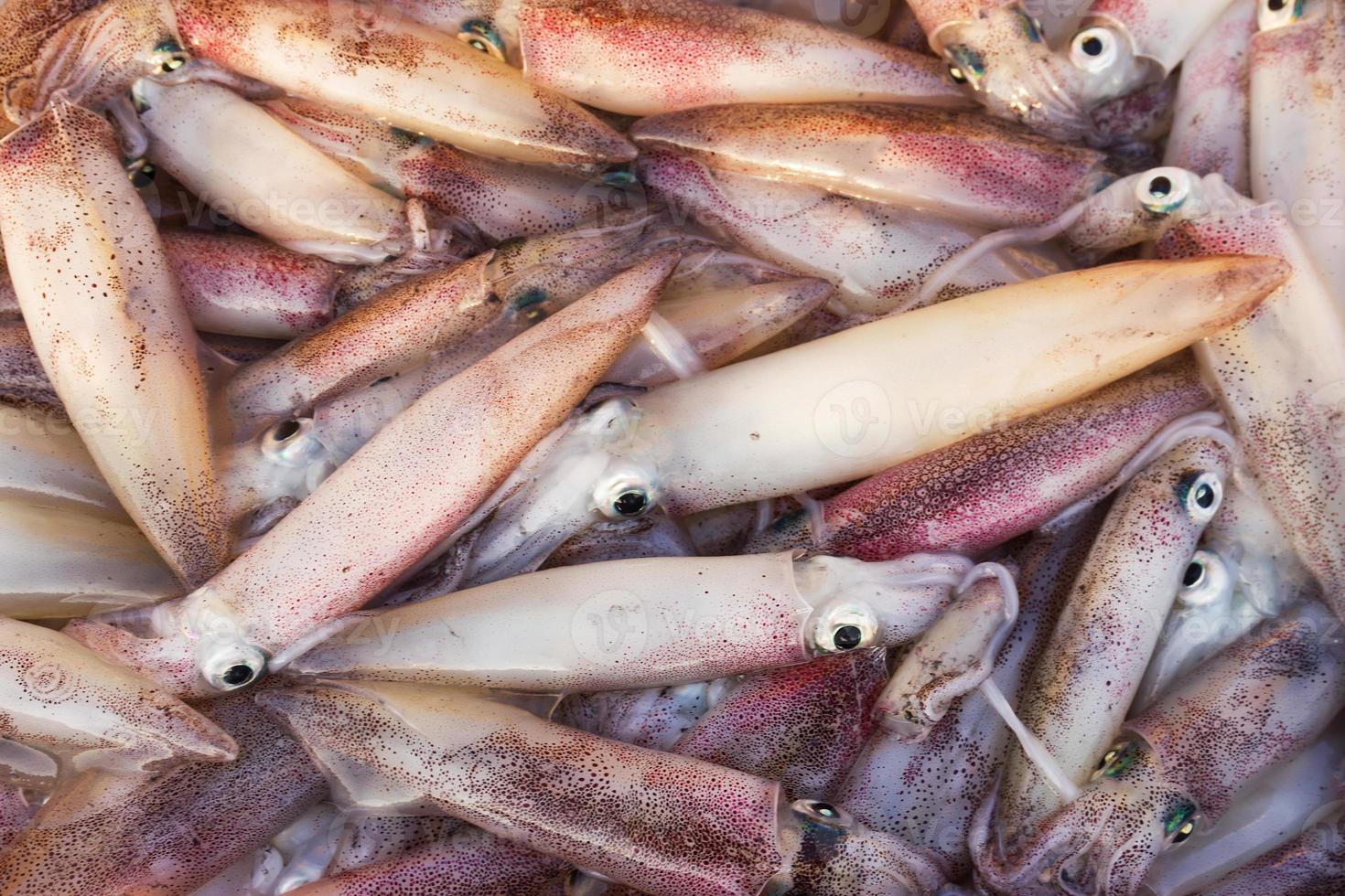 Fresh squid in market photo