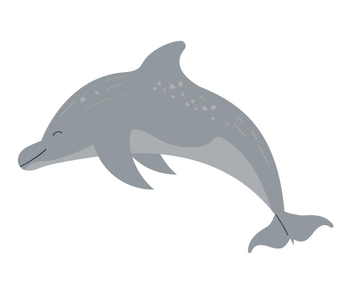 dolphin sealife animal vector