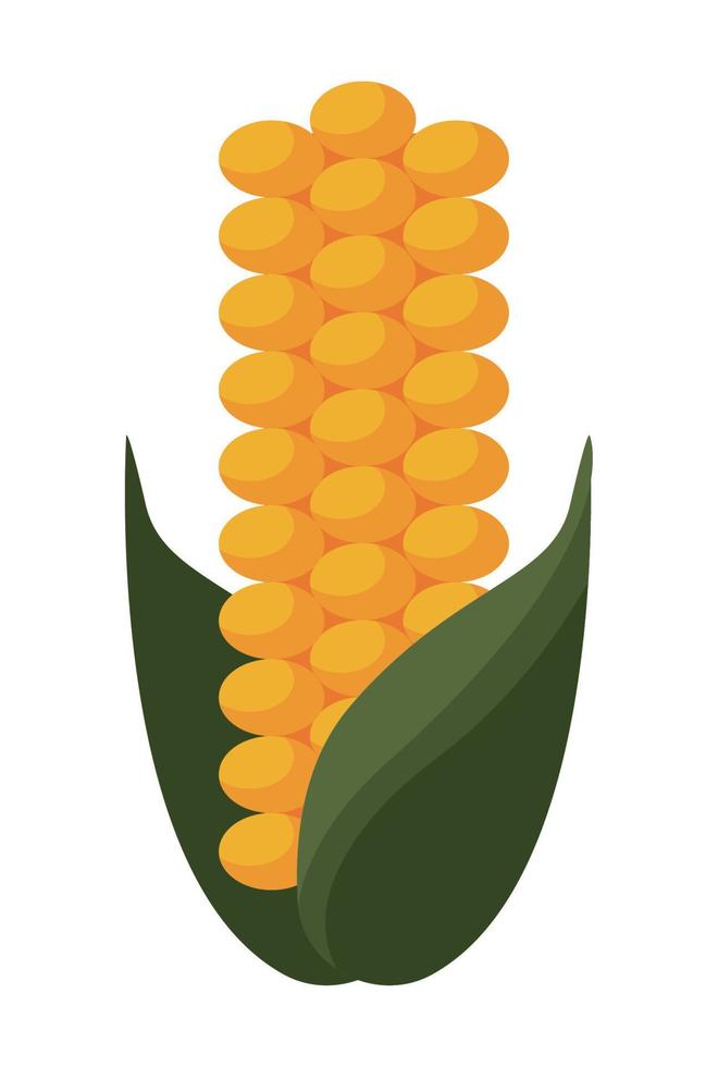 corn cob fresh vegetable vector