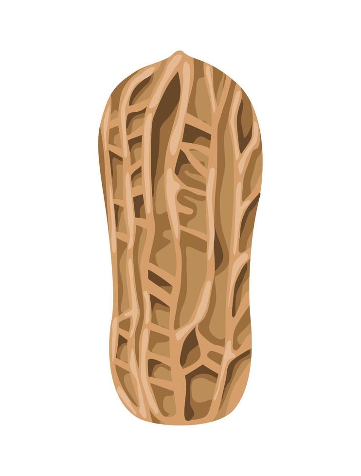 peanut with peel vector