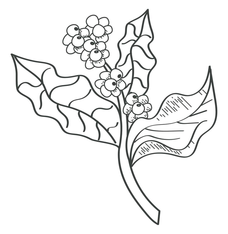 coffee plant sketch style vector