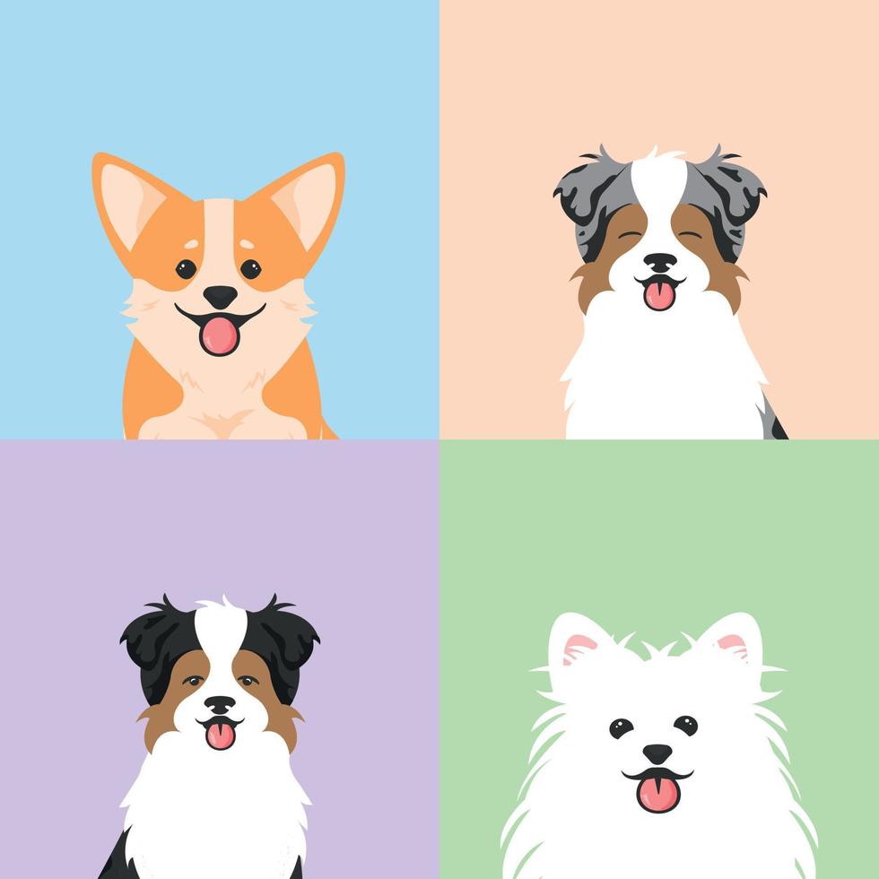 conjunto de perros divertidos con corgi, spitz, pastor australiano. ilustración con caras de mascotas. vector