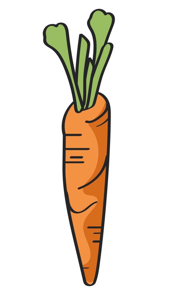 carrot fresh vegetable vector