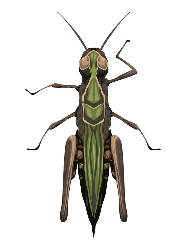 insecto de jardín de saltamontes vector