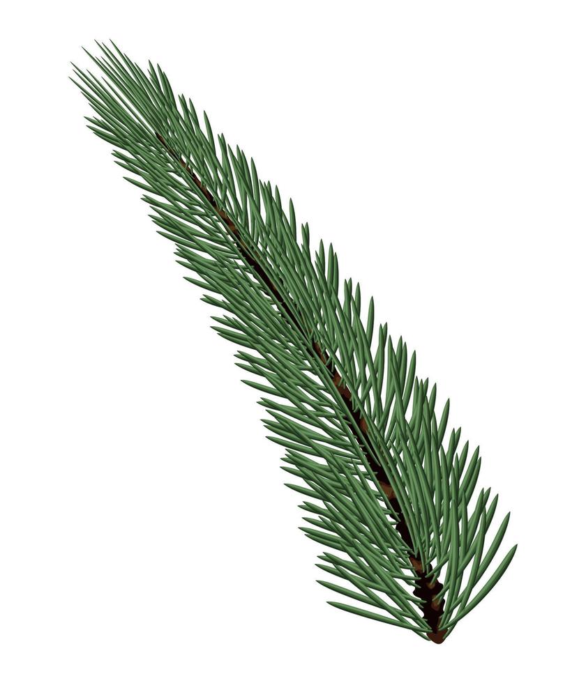 christmas pine fir vector