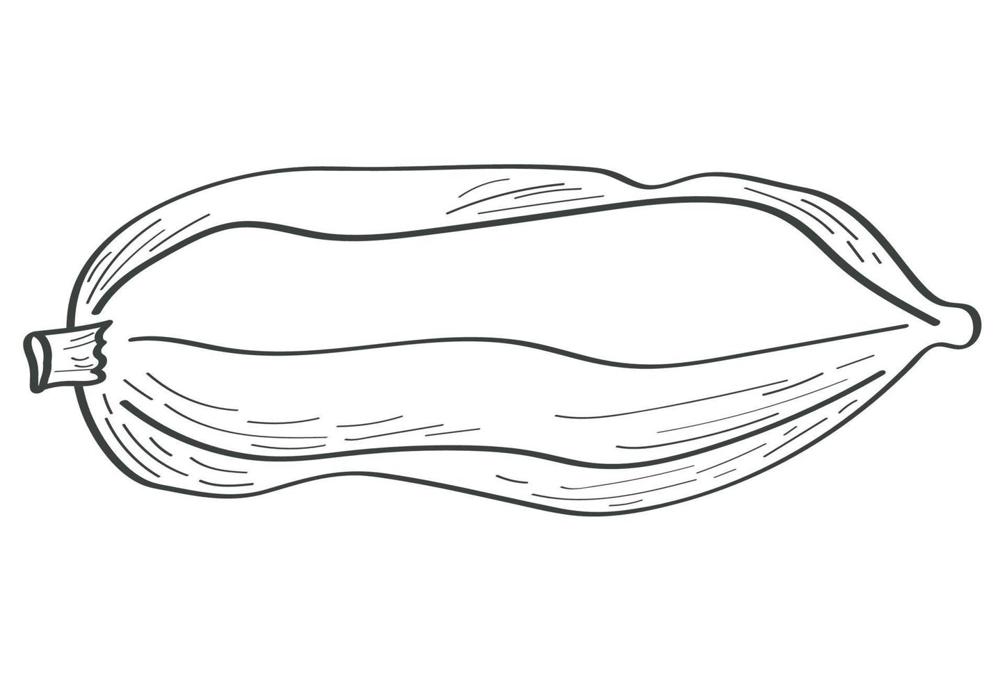 cocoa fruit icon vector