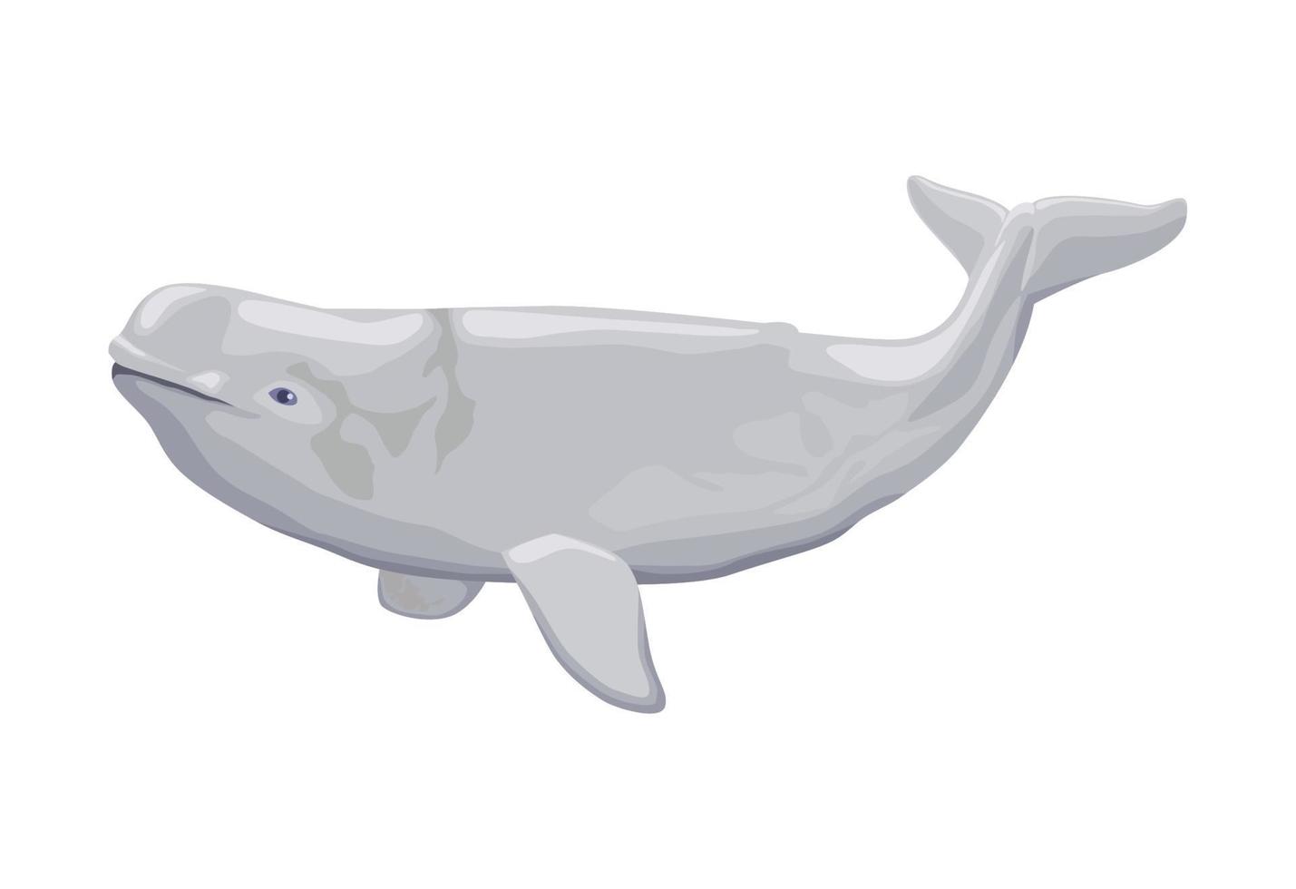 beluga whale sealife vector