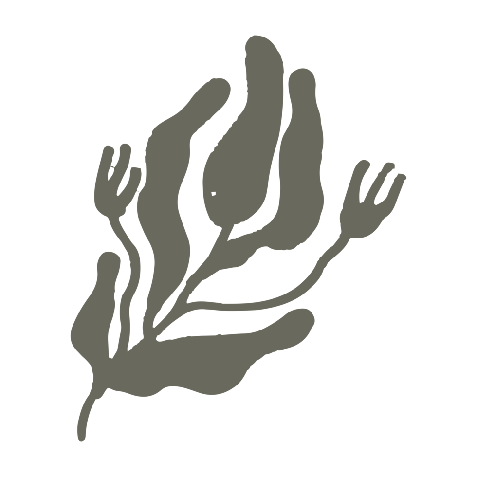 leaf in minimalist boho and vintage hand drawn illustration for design element. png
