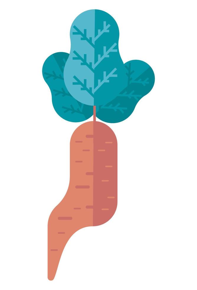 fresh carrot vegetable vector