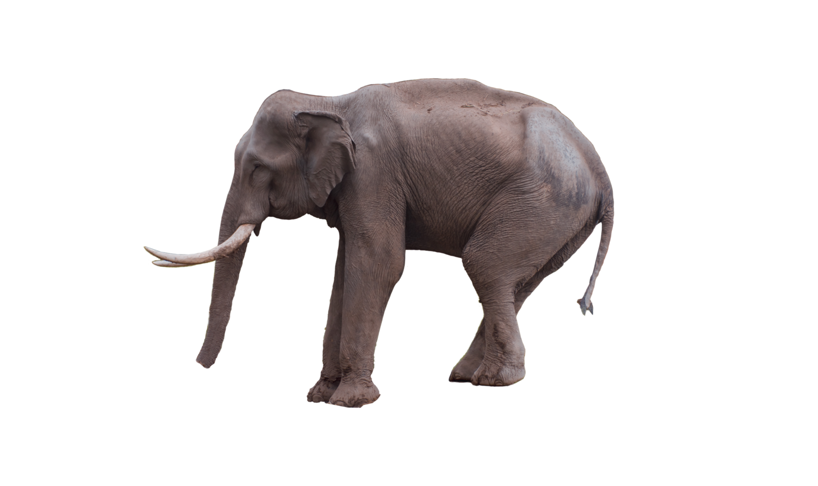 elefante zoológico aislado png