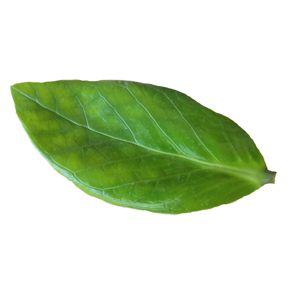 feuille verte isolée. adapté à la conception d'éléments ou à l'affiche de décoration. png