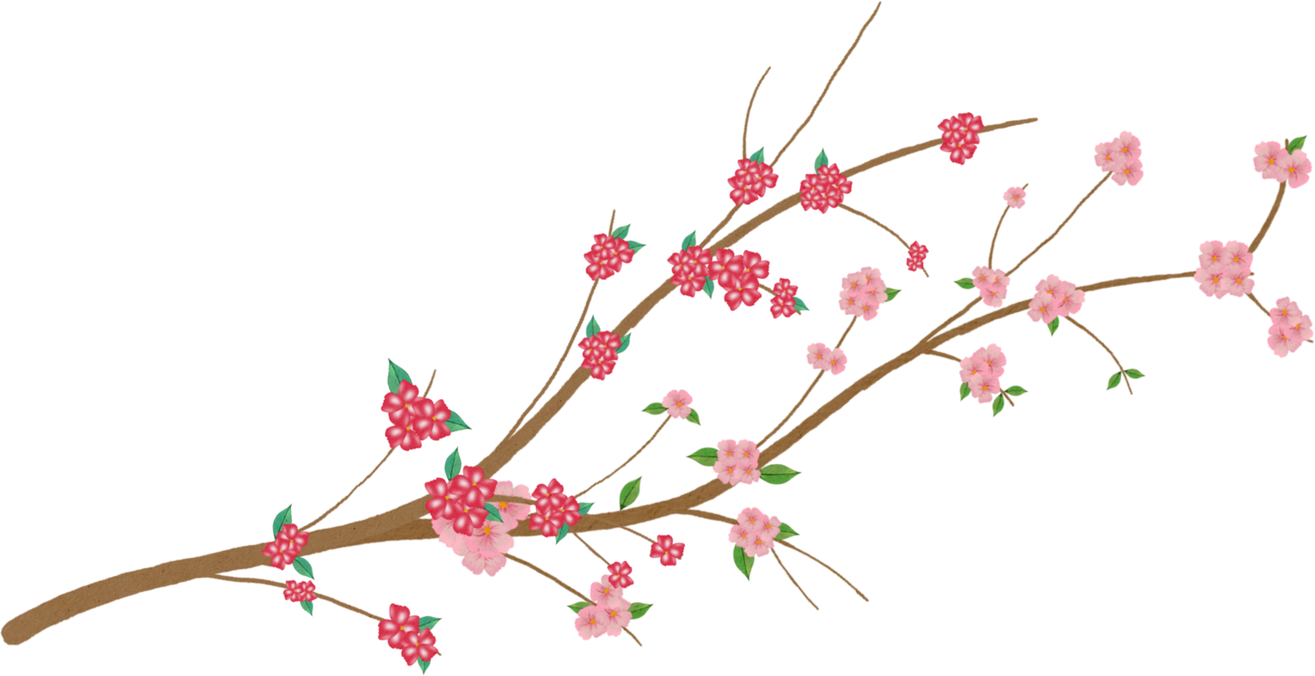 sakura blomma vattenfärg png