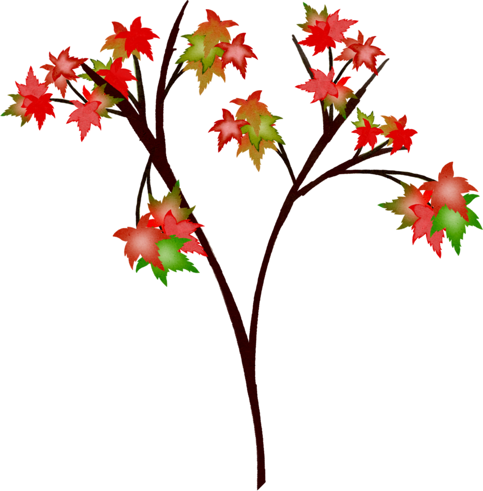 Maple leaf watercolour png