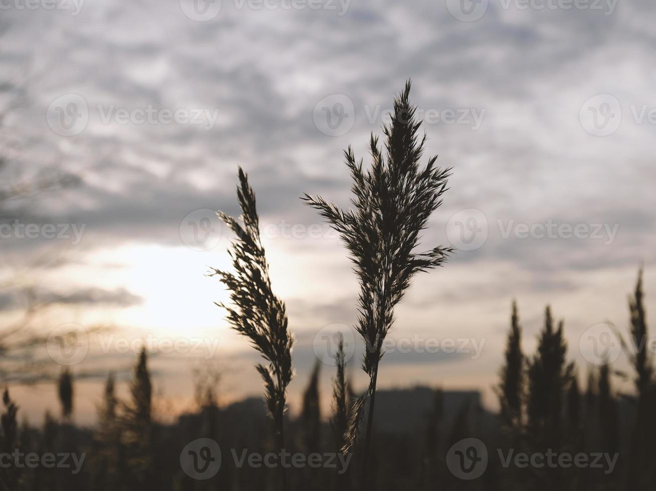 Golden reeds sway in the wind against sunset sky. Abstract natural background. Pattern with neutral colors. Minimal, stylish, trend concept. Golden sedge grass, dry reed, reed layer, reed seeds. photo