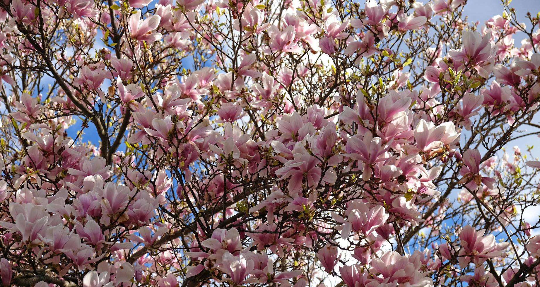 capullos de magnolia rosa, flores sin abrir. árboles en flor a principios  de primavera 14180375 Foto de stock en Vecteezy