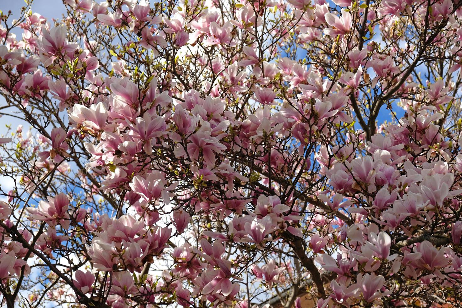 capullos de magnolia rosa, flores sin abrir. árboles en flor a principios  de primavera 14180376 Foto de stock en Vecteezy