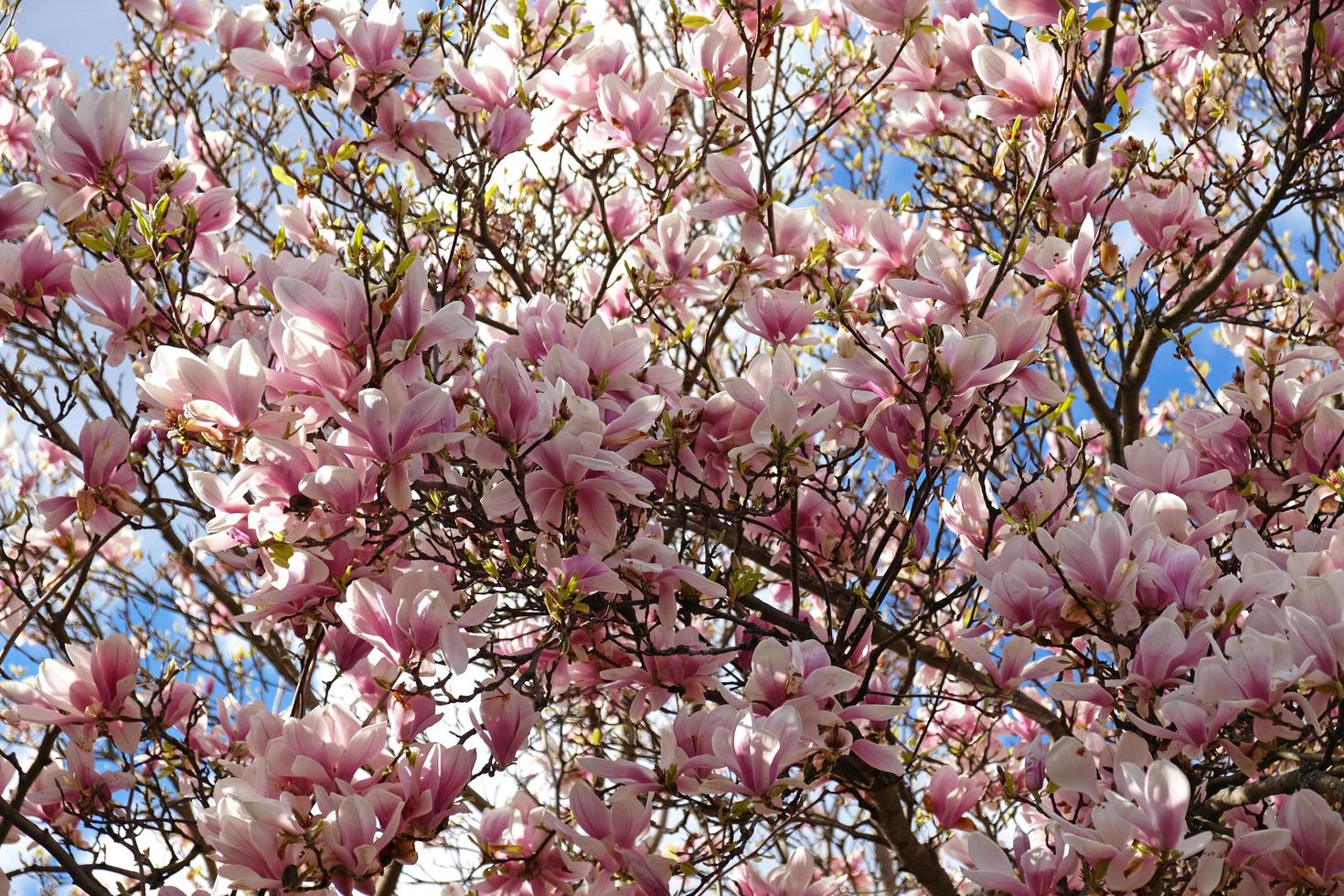 capullos de magnolia rosa, flores sin abrir. árboles en flor a principios  de primavera 14180378 Foto de stock en Vecteezy