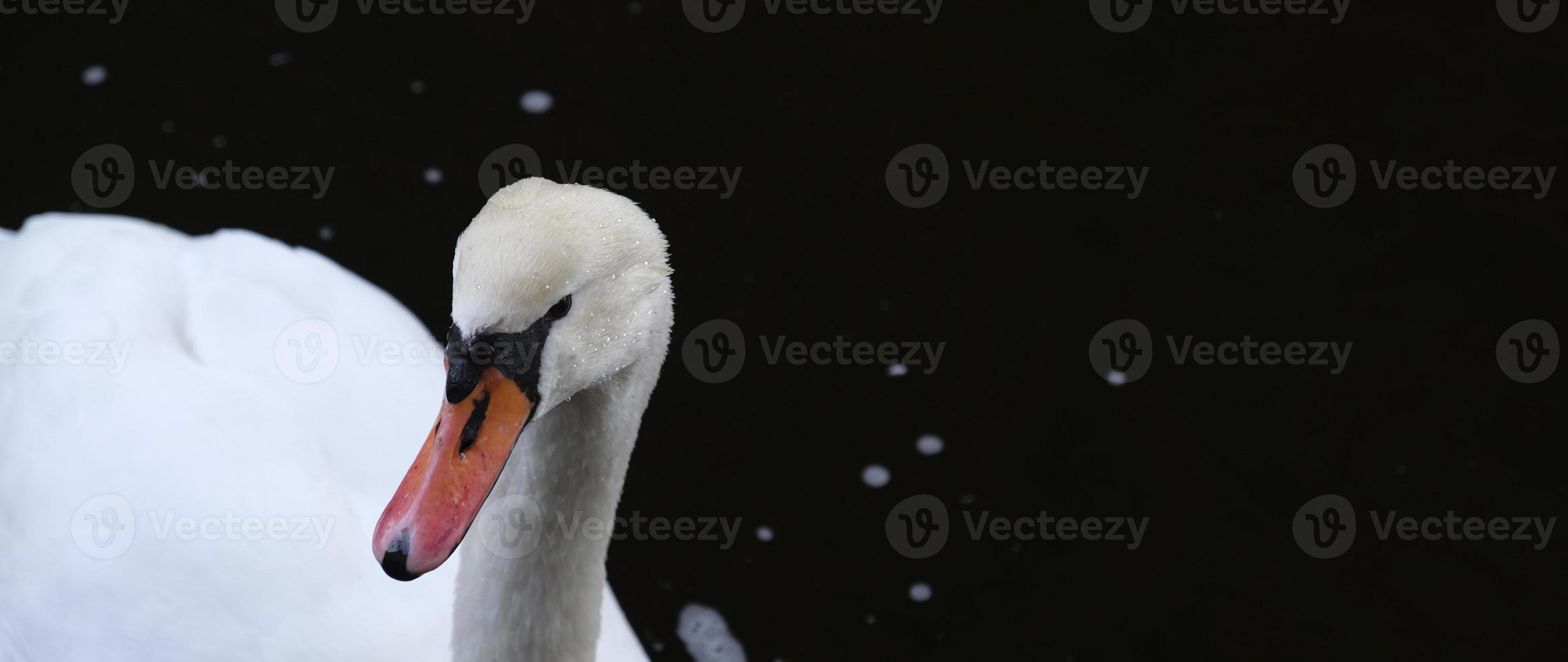 cisnes blancos con pico naranja y patos nadan en el lago sobre fondo de agua azul. paisaje mágico con pájaro salvaje y reflejo en el agua. foto