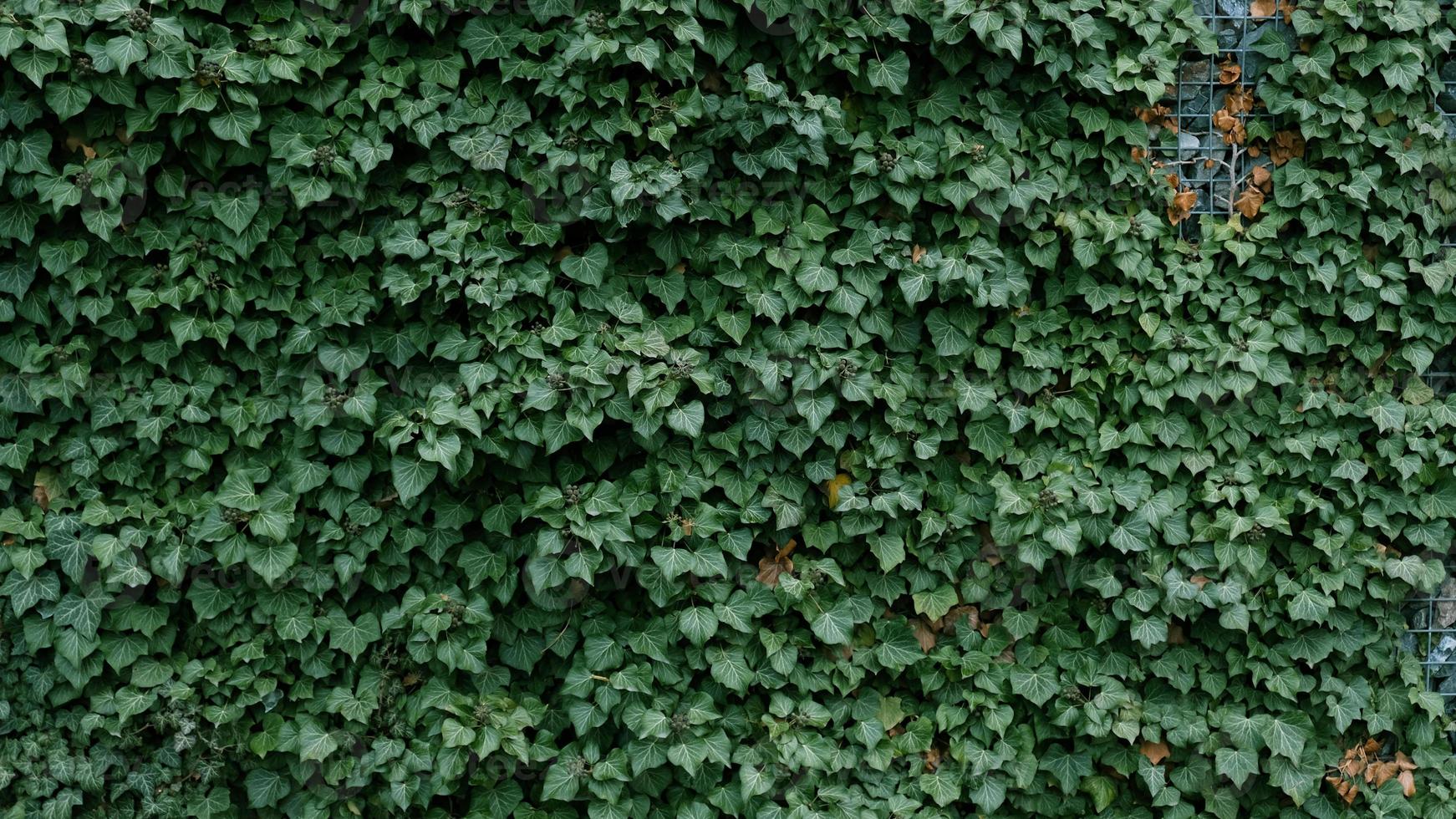 Gabion retaining wall - grey stones in gabion metallic baskets kept by retaining wall wire mesh overgrown with green ivy leaves. Backdrop design and eco wall and die-cut for artwork. A lot of leaves. photo