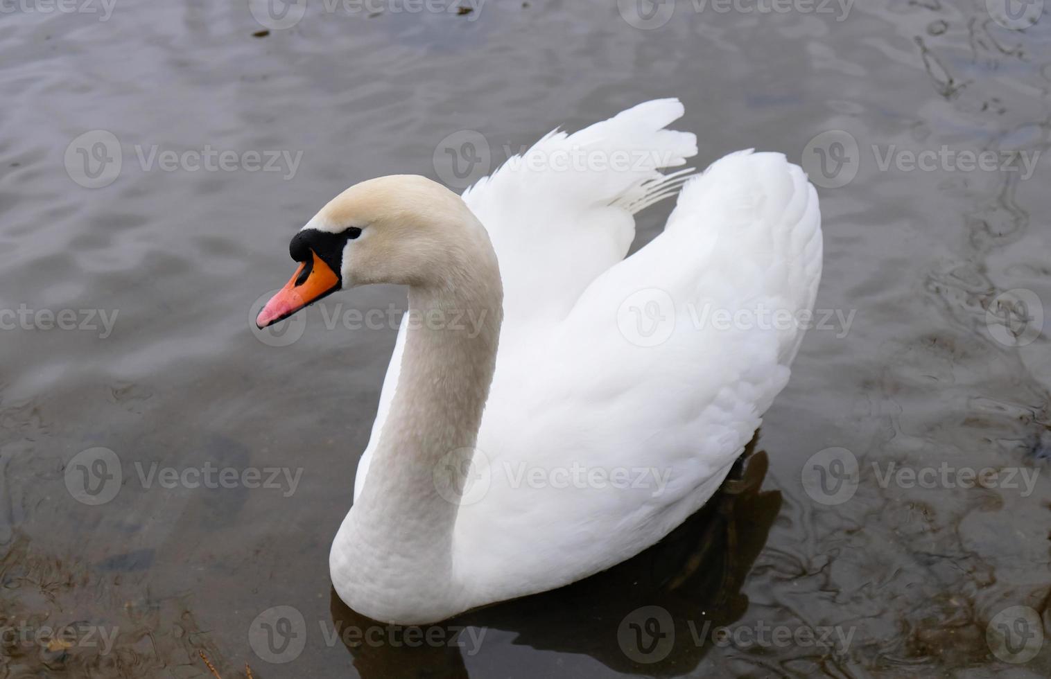 White swans with orange beak and ducks swim in the lake on blue water background. Magical landscape with wild bird and reflection in water. photo