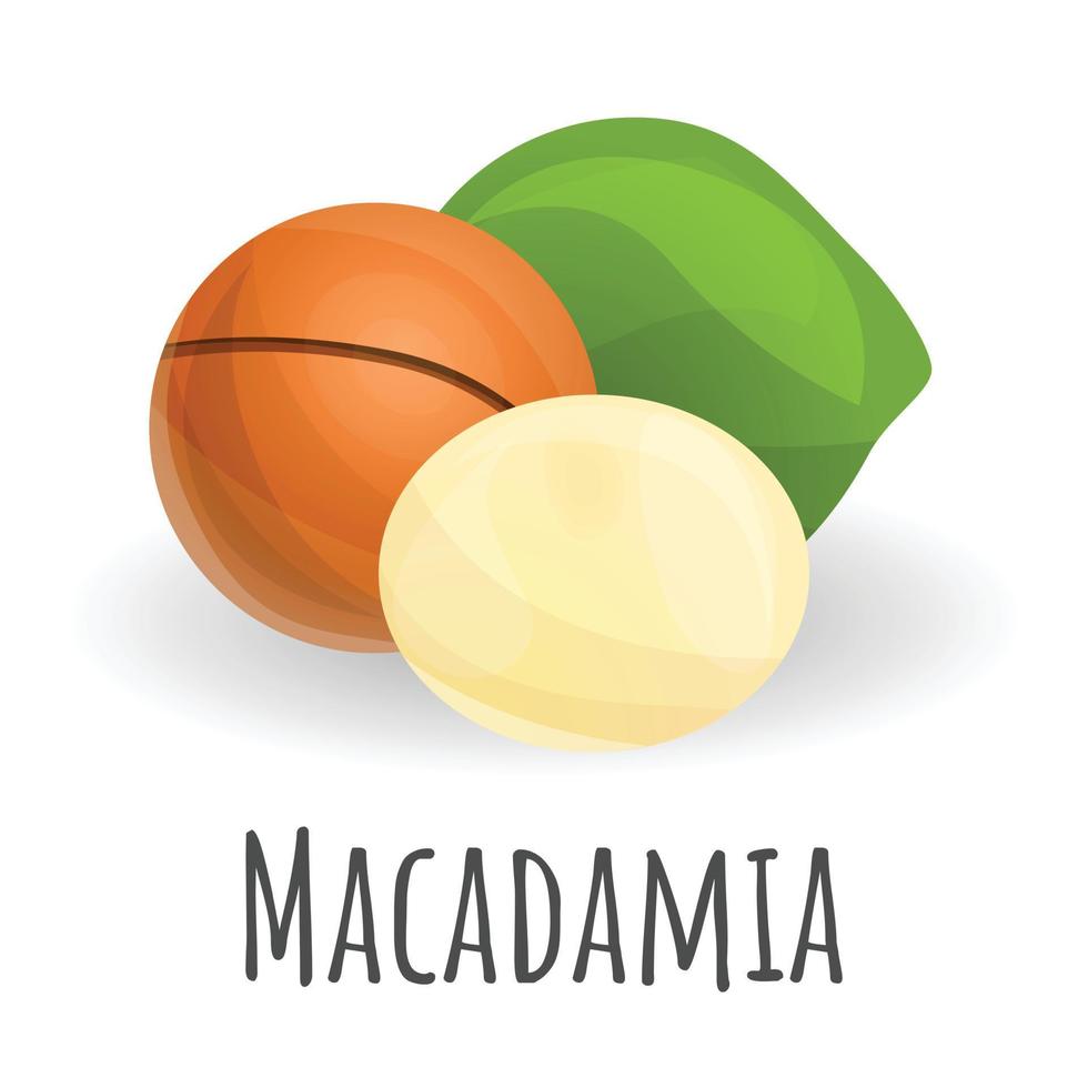 Macadamia icon, cartoon style vector