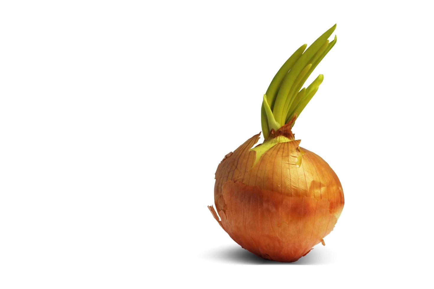 Onion germination and seedling start growing isolated on white background. photo