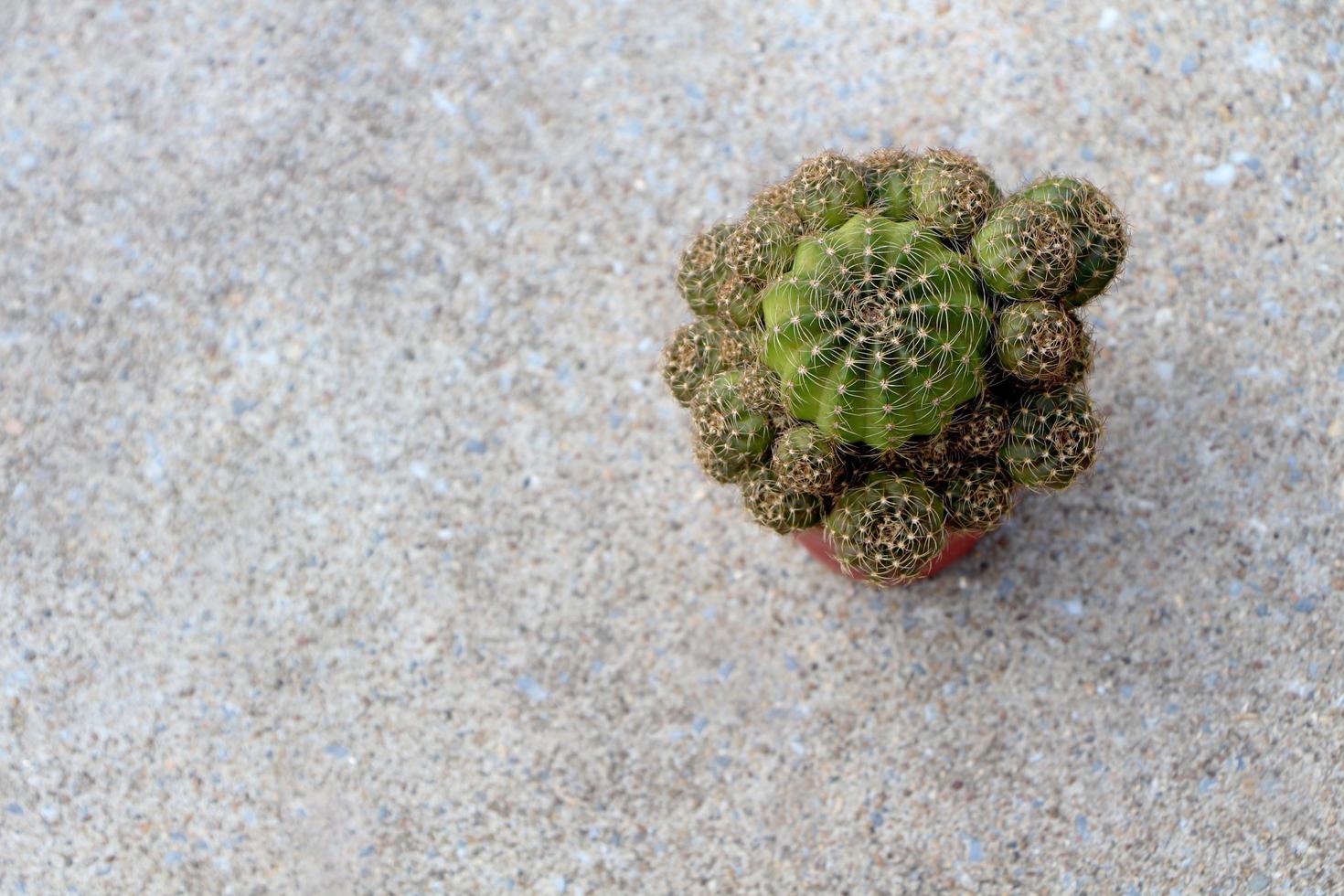 Cactus in pot on concrete floor. Top view. photo