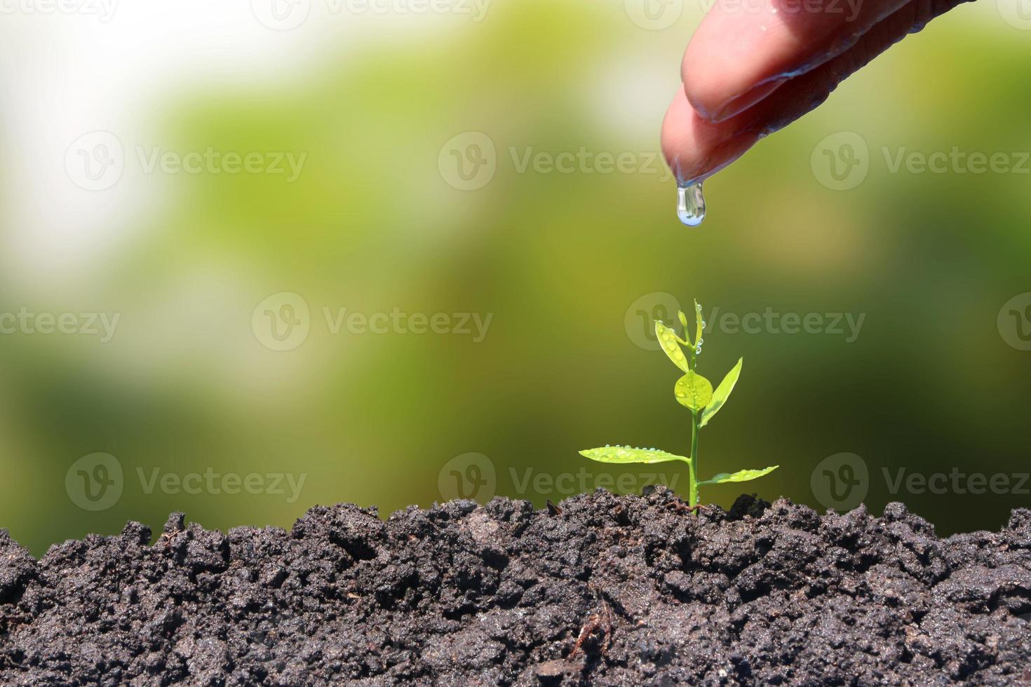 Seedlings grow from the soil and are watering from the hands of young men. Growing plant. Green natural background. photo