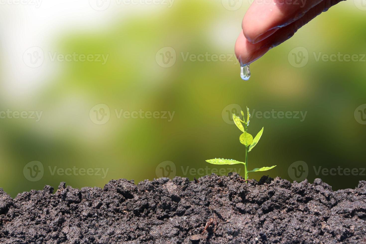 las plántulas crecen del suelo y se riegan de las manos de los jóvenes. planta en crecimiento fondo natural verde. foto