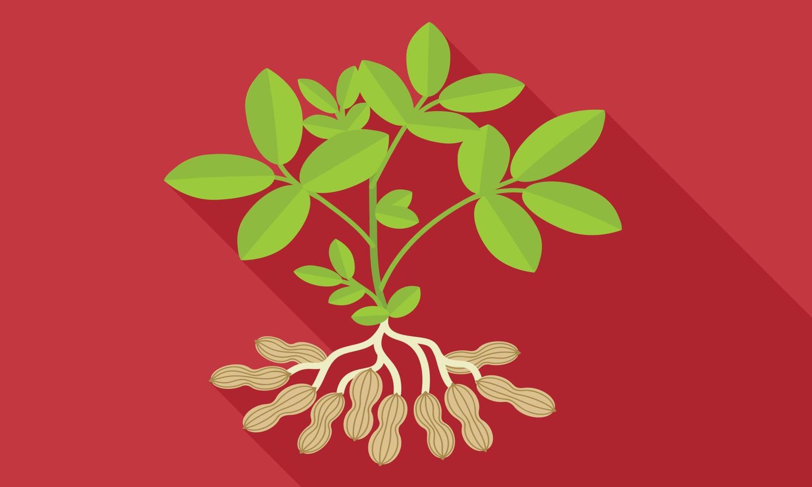 Peanut plant icon, flat style vector