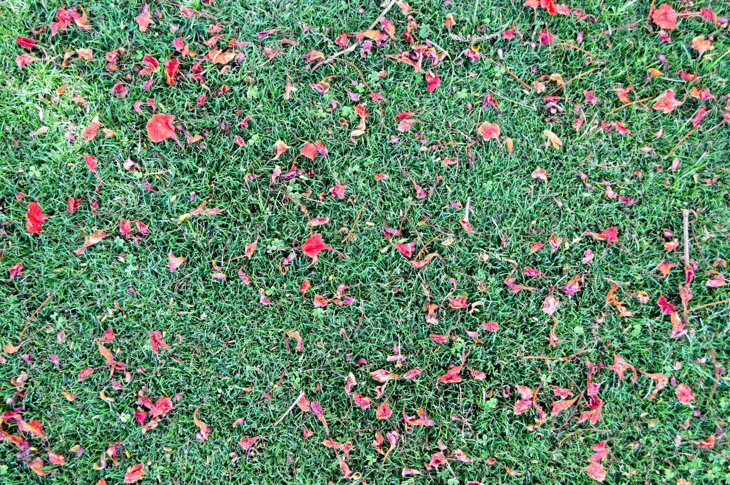 The texture of green fresh mown trimmed smooth natural bright grass, English lawn fields and scattered petals of red flowers. The background photo