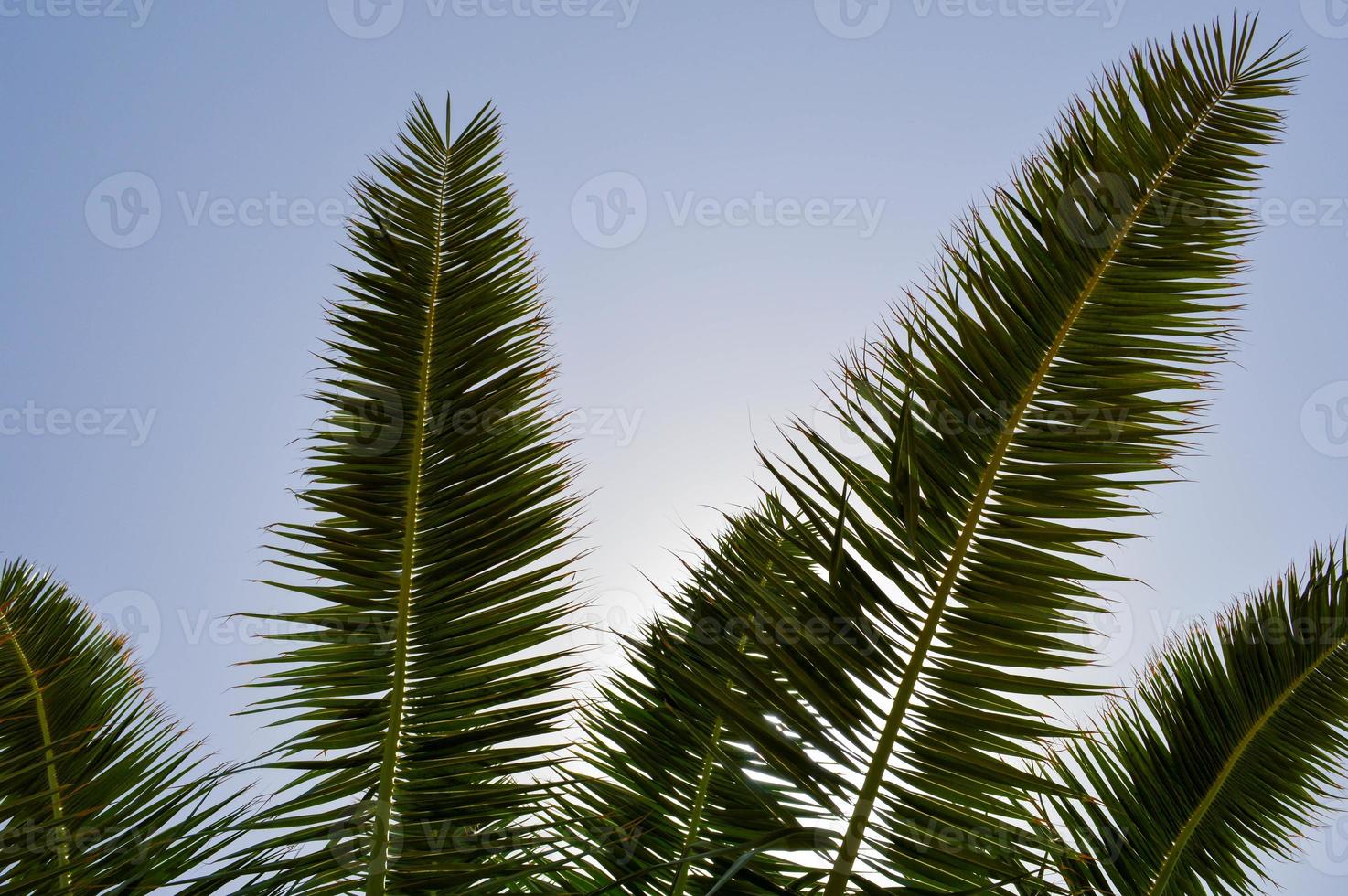 The tops of the trunks of beautiful tropical exotic palm trees with large green leaves against the blue sky photo