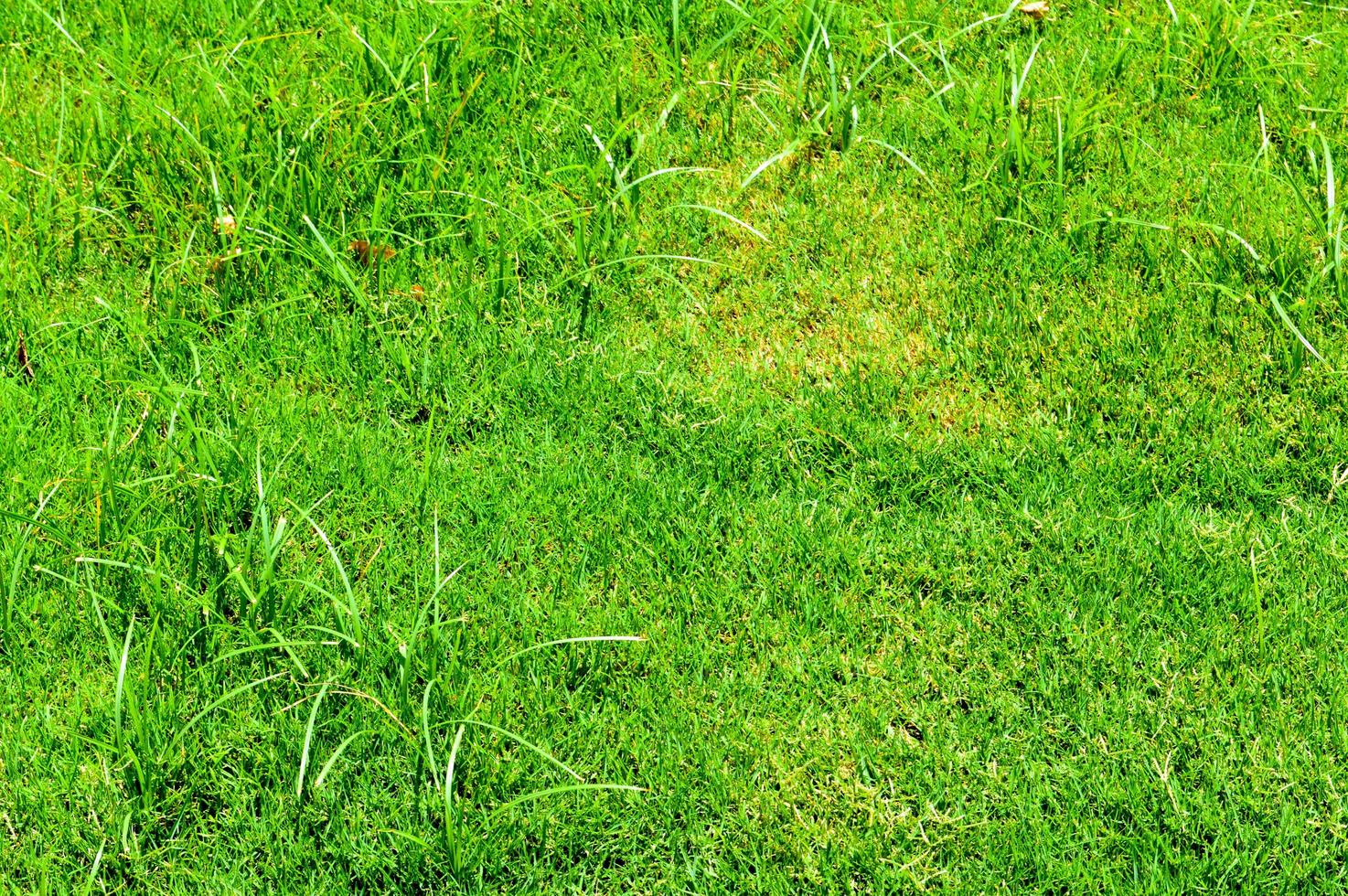 Texture of green fresh beveled trimmed evenly bright bright grass, English lawn, football field surface. The background photo