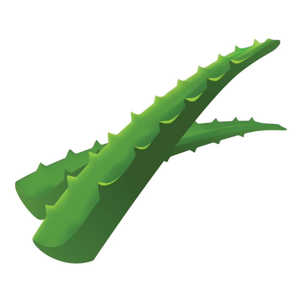 Aloe vera leafs icon, cartoon style vector