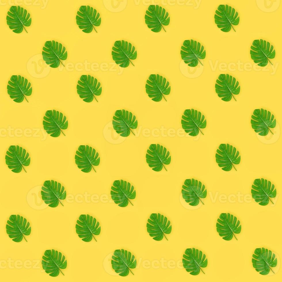 Tropical palm monstera leaves lies on a pastel colored paper. Nature summer concept pattern. Flat lay composition. Top view photo