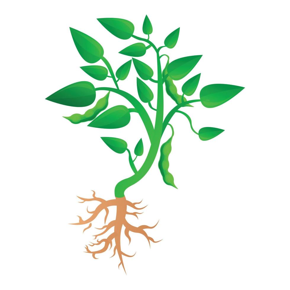 Soybean plant grow up icon, cartoon style vector