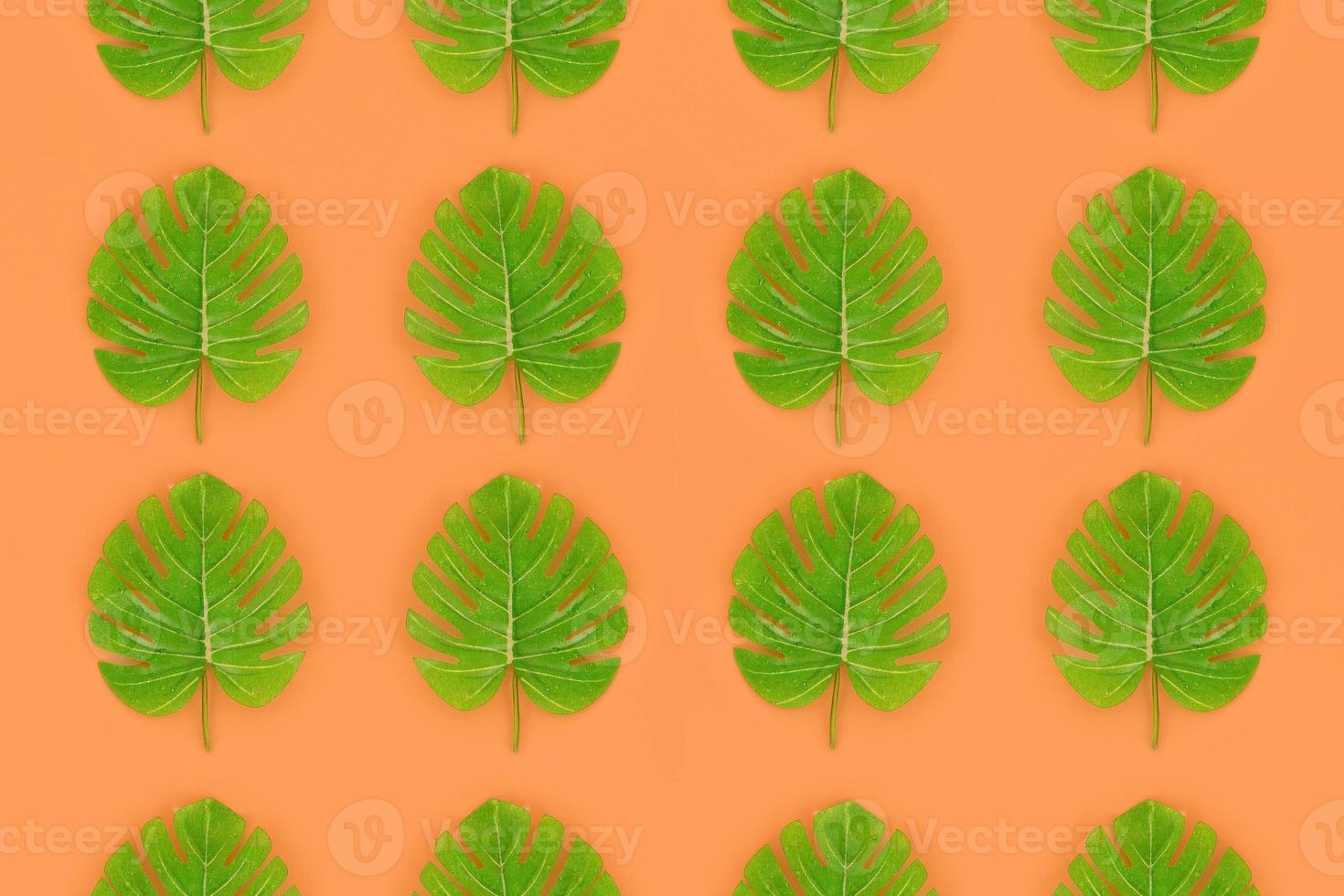 Tropical palm monstera leaves lies on a pastel colored paper. Nature summer concept pattern. Flat lay composition. Top view photo