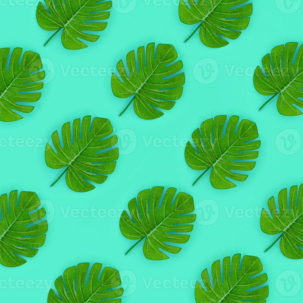 Tropical palm monstera leaves lies on a pastel colored paper. Nature summer concept pattern. Flat lay composition. Top view photo